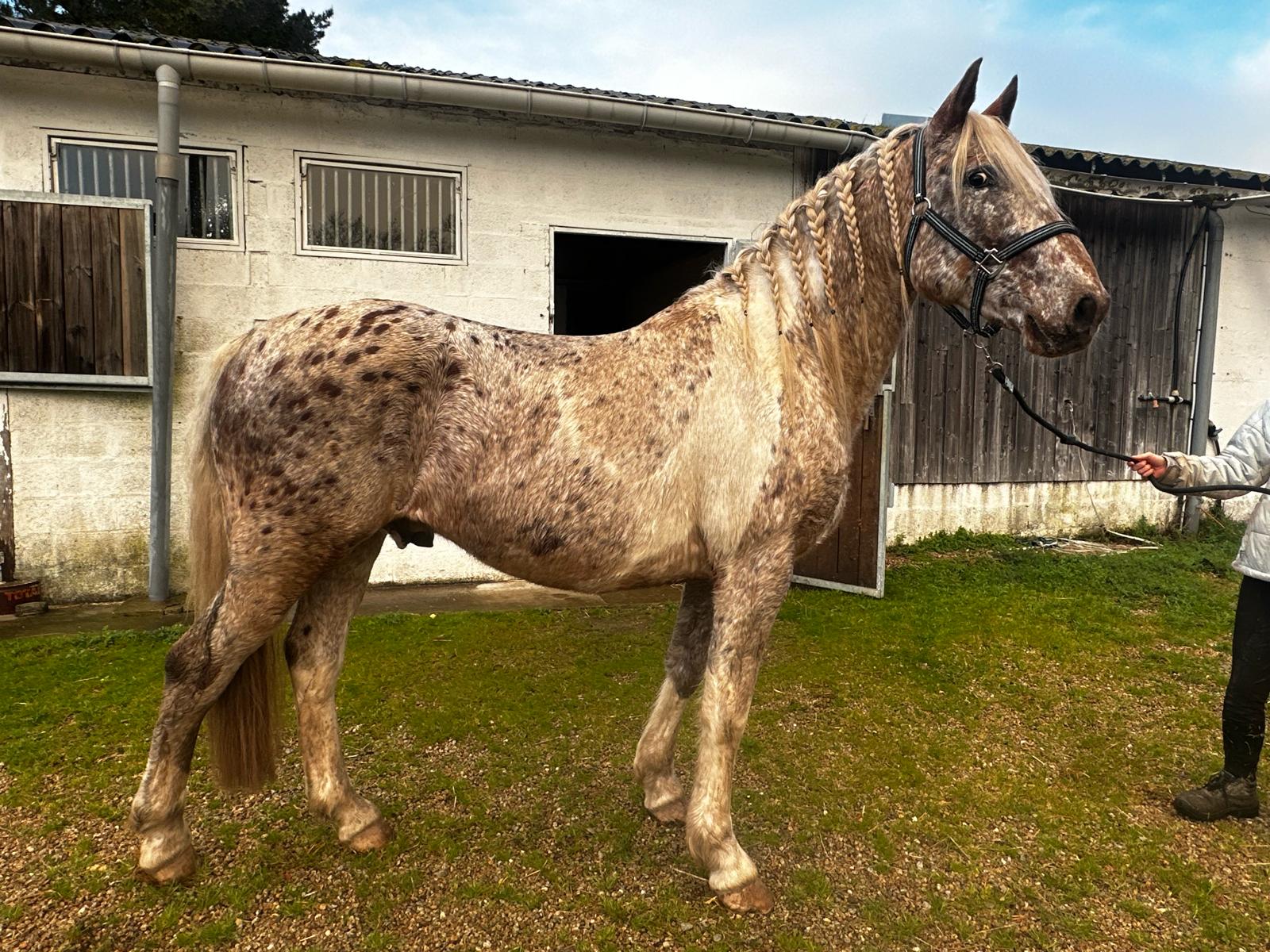 Chevaux à vendre