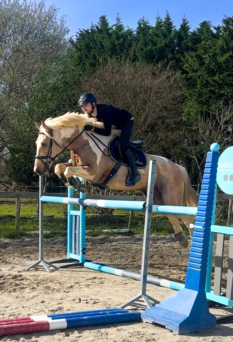 Chevaux à vendre